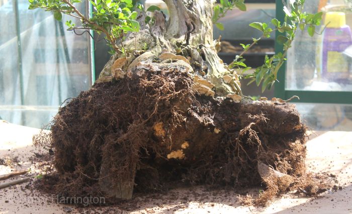 privet bonsai